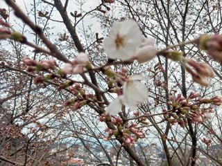 松山神社桜.JPG